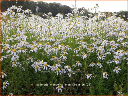 Kalimeris mongolica &#039;Mon Jardin&#039; | Zomeraster | Mongolische Sch&ouml;naster