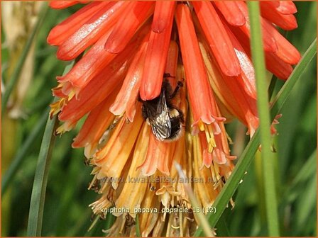 Kniphofia &#039;Papaya Popsicle&#039; | Vuurpijl, Fakkellelie | Fackellilie