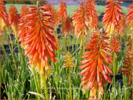 Kniphofia &#039;Papaya Popsicle&#039; | Vuurpijl, Fakkellelie | Fackellilie