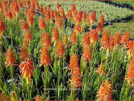 Kniphofia &#039;Papaya Popsicle&#039; | Vuurpijl, Fakkellelie | Fackellilie