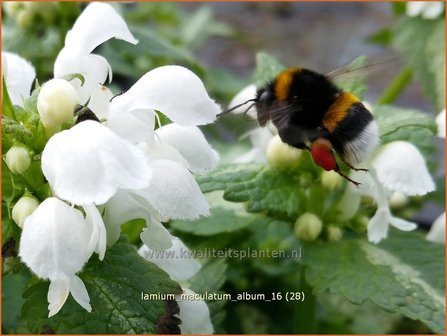 Lamium maculatum &#039;Album&#039; | Gevlekte dovenetel, Dovenetel | Gefleckte Taubnessel