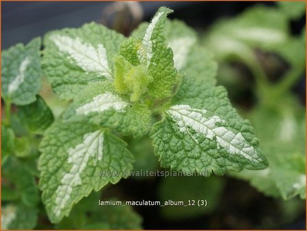 Lamium maculatum &#039;Album&#039; | Gevlekte dovenetel, Dovenetel | Gefleckte Taubnessel