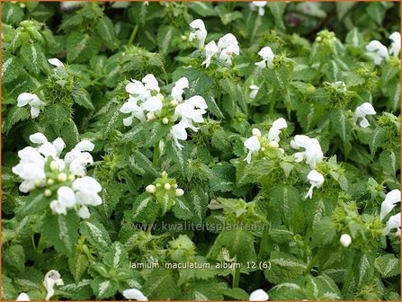 Lamium maculatum &#039;Album&#039; | Gevlekte dovenetel, Dovenetel | Gefleckte Taubnessel