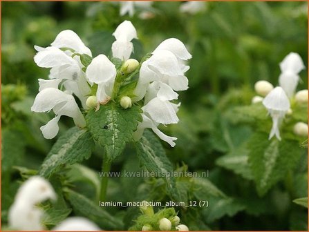 Lamium maculatum &#039;Album&#039; | Gevlekte dovenetel, Dovenetel | Gefleckte Taubnessel