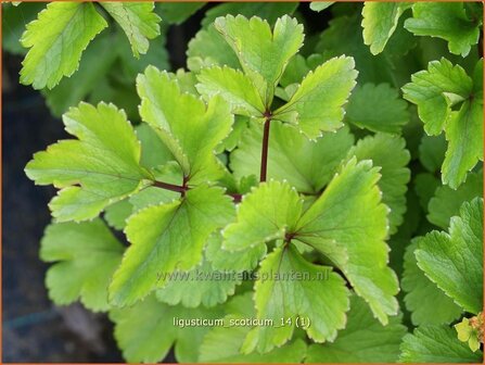 Ligusticum scoticum | Zeelavas, Lavas | Schottische Mutterwurz