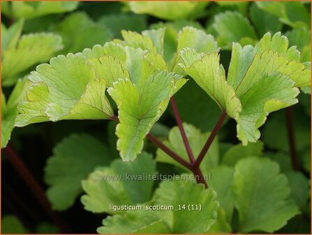 Ligusticum scoticum | Zeelavas, Lavas | Schottische Mutterwurz