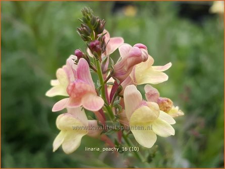 Linaria &#039;Peachy&#039; | Vlasleeuwenbek | Leinkraut