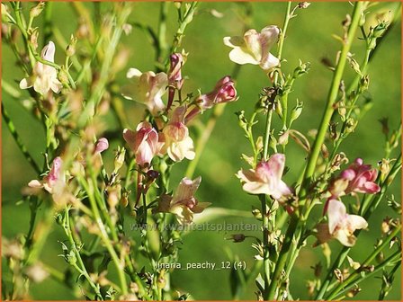 Linaria &#039;Peachy&#039; | Vlasleeuwenbek | Leinkraut