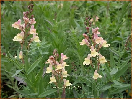 Linaria &#039;Peachy&#039; | Vlasleeuwenbek | Leinkraut