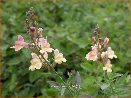 Linaria &#039;Peachy&#039; | Vlasleeuwenbek | Leinkraut