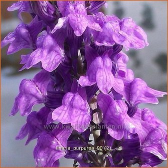 Linaria purpurea | Vlasleeuwenbek | Purpurbl&uuml;hendes Leinkraut