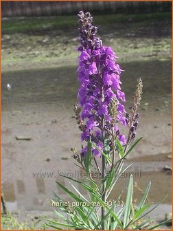 Linaria purpurea | Vlasleeuwenbek | Purpurbl&uuml;hendes Leinkraut