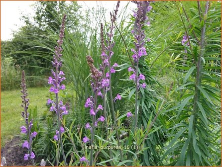 Linaria purpurea | Vlasleeuwenbek | Purpurbl&uuml;hendes Leinkraut