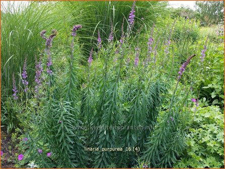 Linaria purpurea | Vlasleeuwenbek | Purpurbl&uuml;hendes Leinkraut