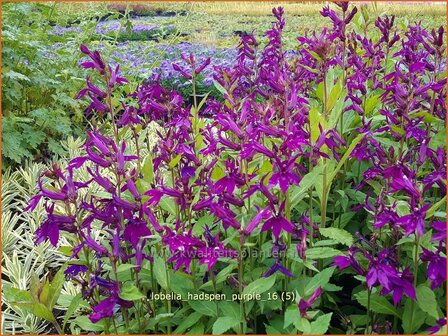 Lobelia &#039;Hadspen Purple&#039; | Kardinaalsbloem, Vaste lobelia | Kardinals-Lobelie