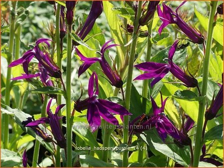 Lobelia &#039;Hadspen Purple&#039; | Kardinaalsbloem, Vaste lobelia | Kardinals-Lobelie