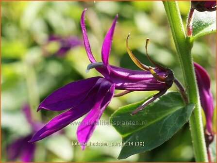 Lobelia &#039;Hadspen Purple&#039; | Kardinaalsbloem, Vaste lobelia | Kardinals-Lobelie