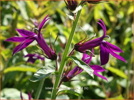 Lobelia &#039;Hadspen Purple&#039; | Kardinaalsbloem, Vaste lobelia | Kardinals-Lobelie