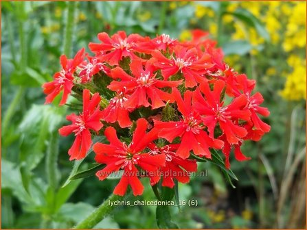 Lychnis chalcedonica | Brandende liefde | Brennende Liebe