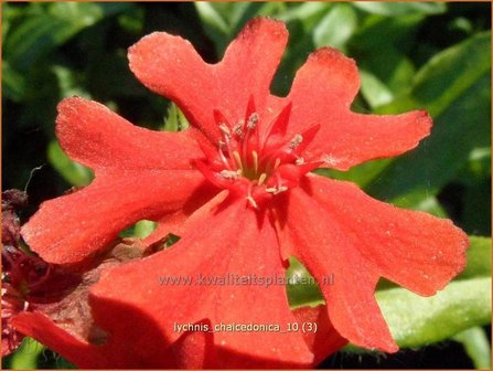 Lychnis chalcedonica | Brandende liefde | Brennende Liebe