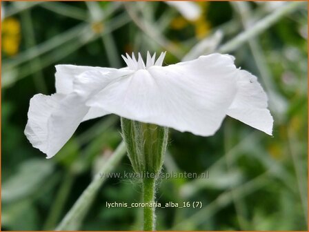 Lychnis coronaria &#039;Alba&#039; | Prikneus, Zachtlapje | Kronen-Lichtnelke