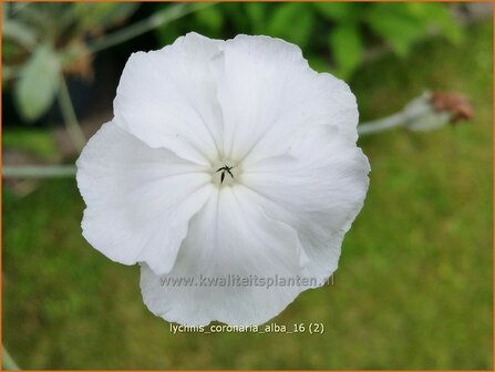 Lychnis coronaria &#039;Alba&#039; | Prikneus, Zachtlapje | Kronen-Lichtnelke