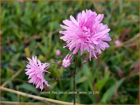 Lychnis flos-cuculi &#039;Petite Jenny&#039; | Echte koekoeksbloem, Koekoeksbloem | Kuckucks-Lichtnelke