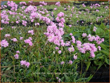 Lychnis flos-cuculi &#039;Petite Jenny&#039; | Echte koekoeksbloem, Koekoeksbloem | Kuckucks-Lichtnelke