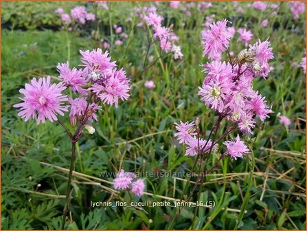 Lychnis flos-cuculi &#039;Petite Jenny&#039; | Echte koekoeksbloem, Koekoeksbloem | Kuckucks-Lichtnelke