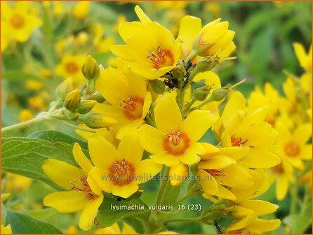 Lysimachia vulgaris | Grote wederik, Wederik | Gew&ouml;hnlicher Gilbweiderich