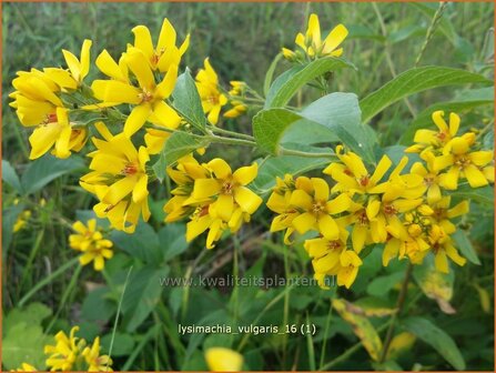 Lysimachia vulgaris | Grote wederik, Wederik | Gew&ouml;hnlicher Gilbweiderich