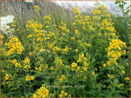 Lysimachia vulgaris | Grote wederik, Wederik | Gew&ouml;hnlicher Gilbweiderich