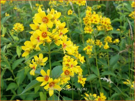 Lysimachia vulgaris | Grote wederik, Wederik | Gew&ouml;hnlicher Gilbweiderich