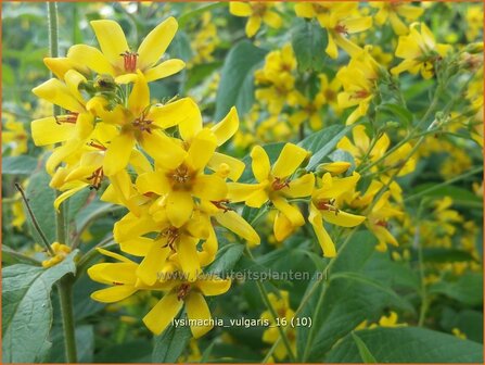 Lysimachia vulgaris | Grote wederik, Wederik | Gew&ouml;hnlicher Gilbweiderich