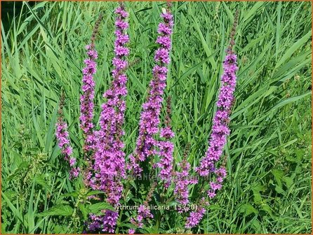 Lythrum salicaria | Kattenstaart | Blutweiderich