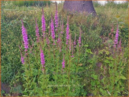 Lythrum salicaria | Kattenstaart | Blutweiderich