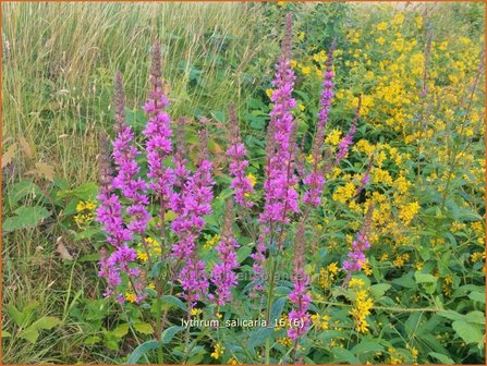 Lythrum salicaria | Kattenstaart | Blutweiderich