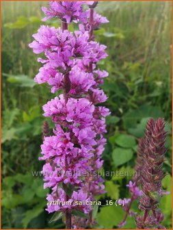 Lythrum salicaria | Kattenstaart | Blutweiderich