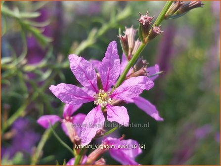 Lythrum virgatum &#039;Swirl&#039; | Kattenstaart | Ruten-Weiderich