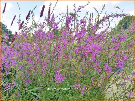 Lythrum virgatum &#039;Swirl&#039; | Kattenstaart | Ruten-Weiderich