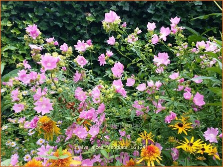 Malva alcea &#039;Fastigiata&#039; | Vijfdelig kaasjeskruid, Kaasjeskruid | Rosen-Malve