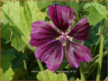 Malva sylvestris ssp mauritanica