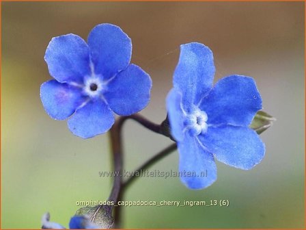 Omphalodes cappadocica &#039;Cherry Ingram&#039; | Amerikaans vergeet-mij-nietje, Witte onschuld | Kaukasus-Gedenkemein