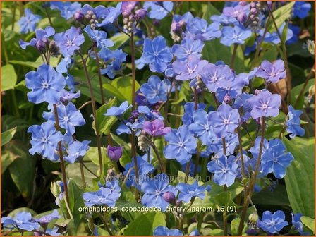 Omphalodes cappadocica &#039;Cherry Ingram&#039; | Amerikaans vergeet-mij-nietje, Witte onschuld | Kaukasus-Gedenkemein