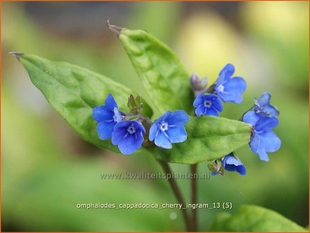 Omphalodes cappadocica &#039;Cherry Ingram&#039; | Amerikaans vergeet-mij-nietje, Witte onschuld | Kaukasus-Gedenkemein