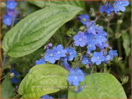 Omphalodes cappadocica &#039;Cherry Ingram&#039; | Amerikaans vergeet-mij-nietje, Witte onschuld | Kaukasus-Gedenkemein