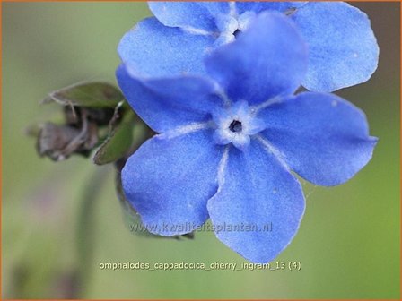 Omphalodes cappadocica &#039;Cherry Ingram&#039; | Amerikaans vergeet-mij-nietje, Witte onschuld | Kaukasus-Gedenkemein