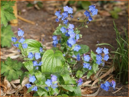 Omphalodes cappadocica &#039;Cherry Ingram&#039; | Amerikaans vergeet-mij-nietje, Witte onschuld | Kaukasus-Gedenkemein