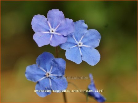 Omphalodes cappadocica &#039;Cherry Ingram&#039; | Amerikaans vergeet-mij-nietje, Witte onschuld | Kaukasus-Gedenkemein