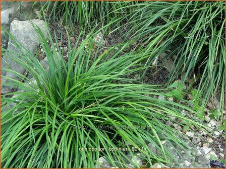 Ophiopogon bodinieri | Slangenbaard | Schlangenbart